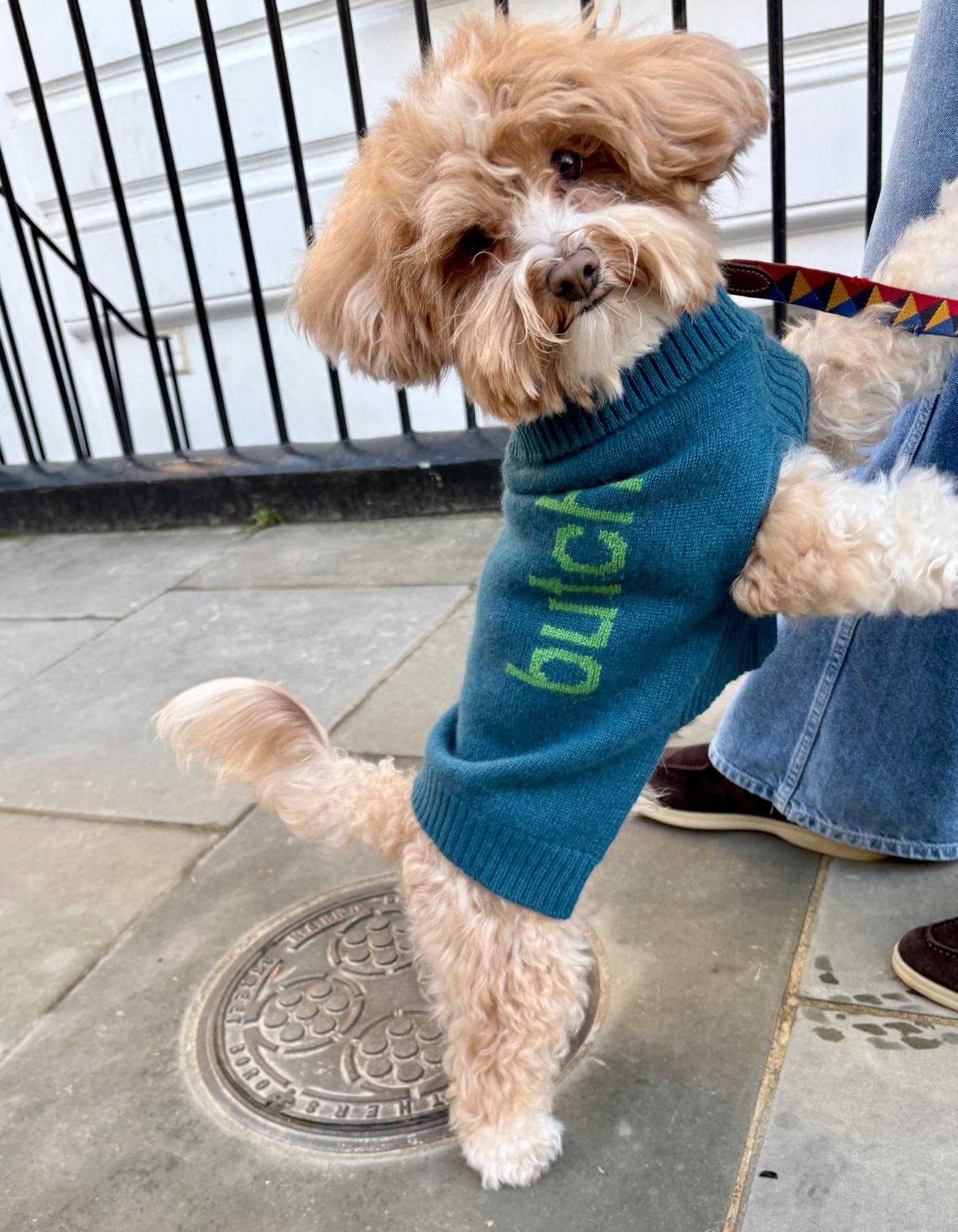 Small dog wearing a blue cashmere sweater with green text saying butch, standing on a sidewalk.